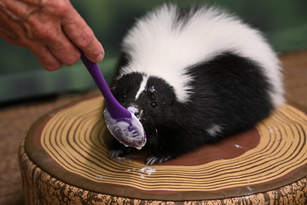 Striped Skunk licking yogurt and insects off of a spatula