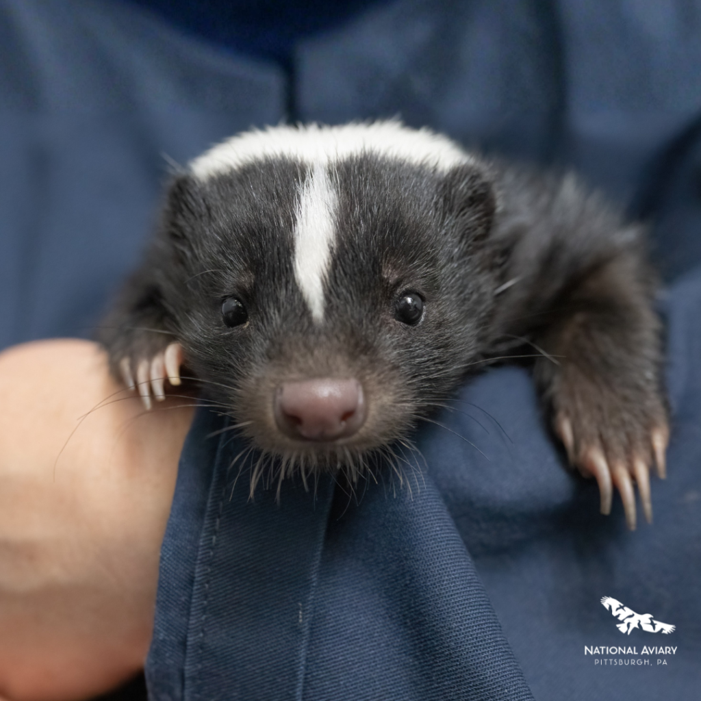 A cute close up of a Striped Skunk!