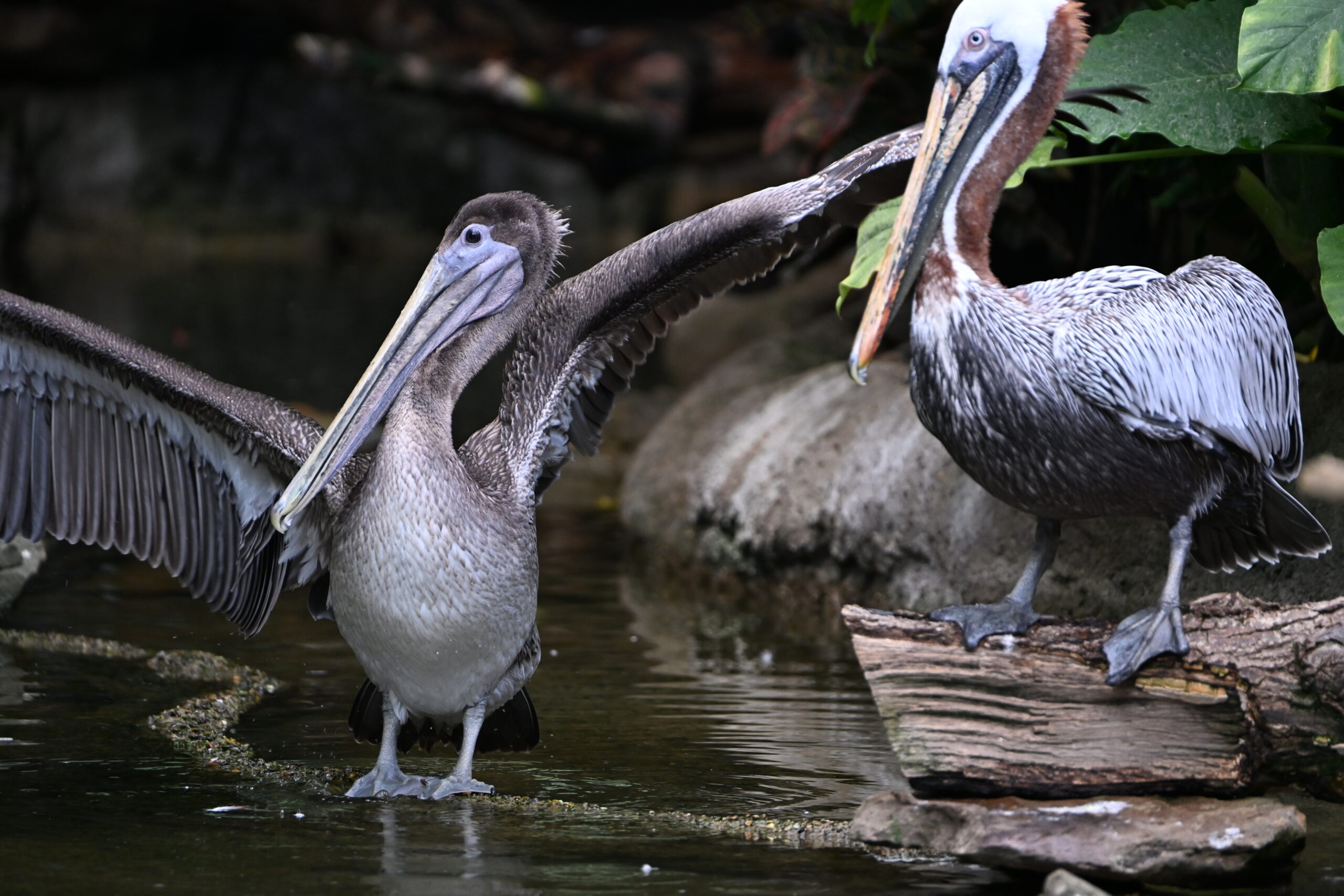 Harper stretching his wings while Ralph perches on a nearby log