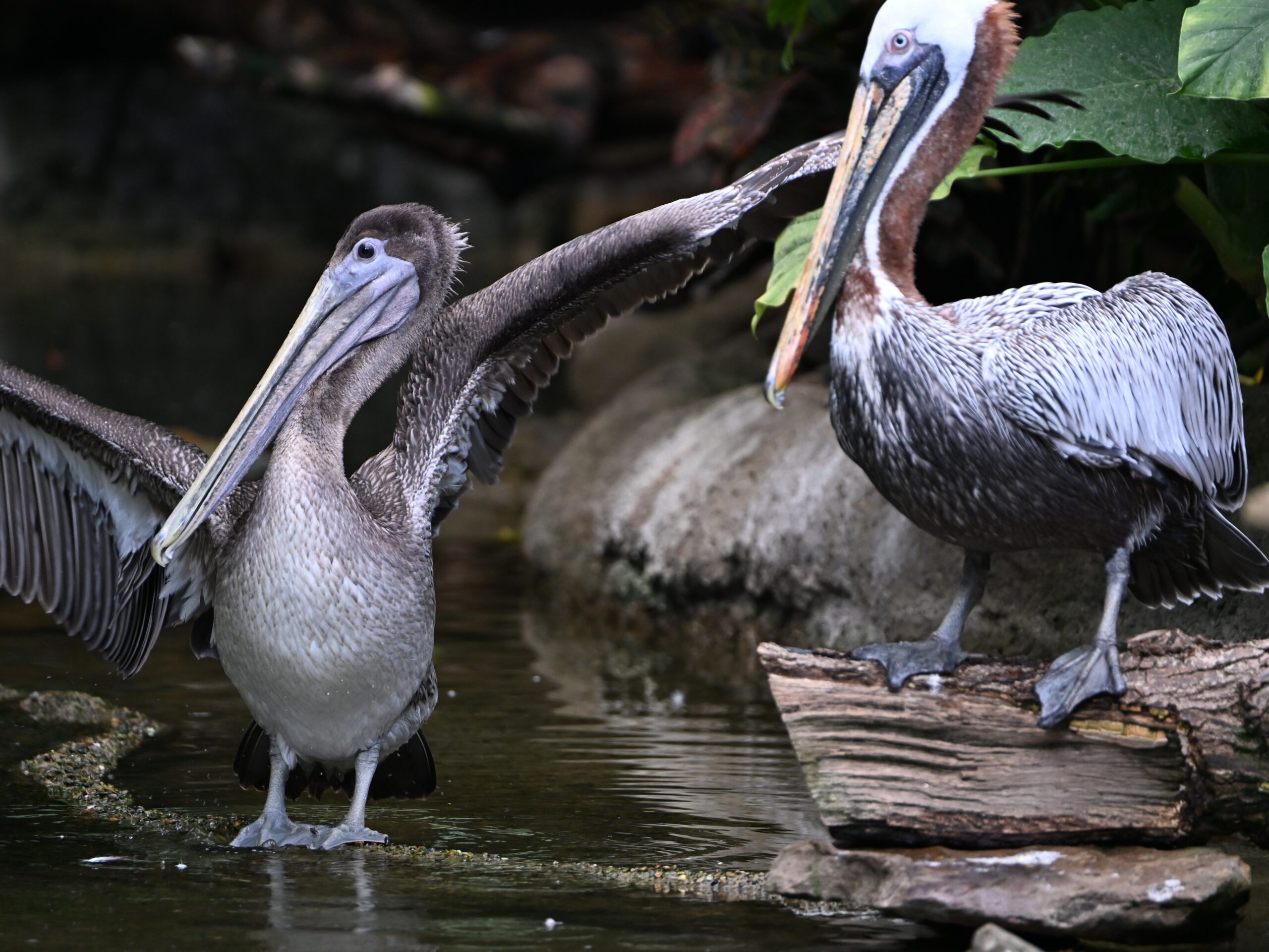 Harper stretching his wings while Ralph perches on a nearby log