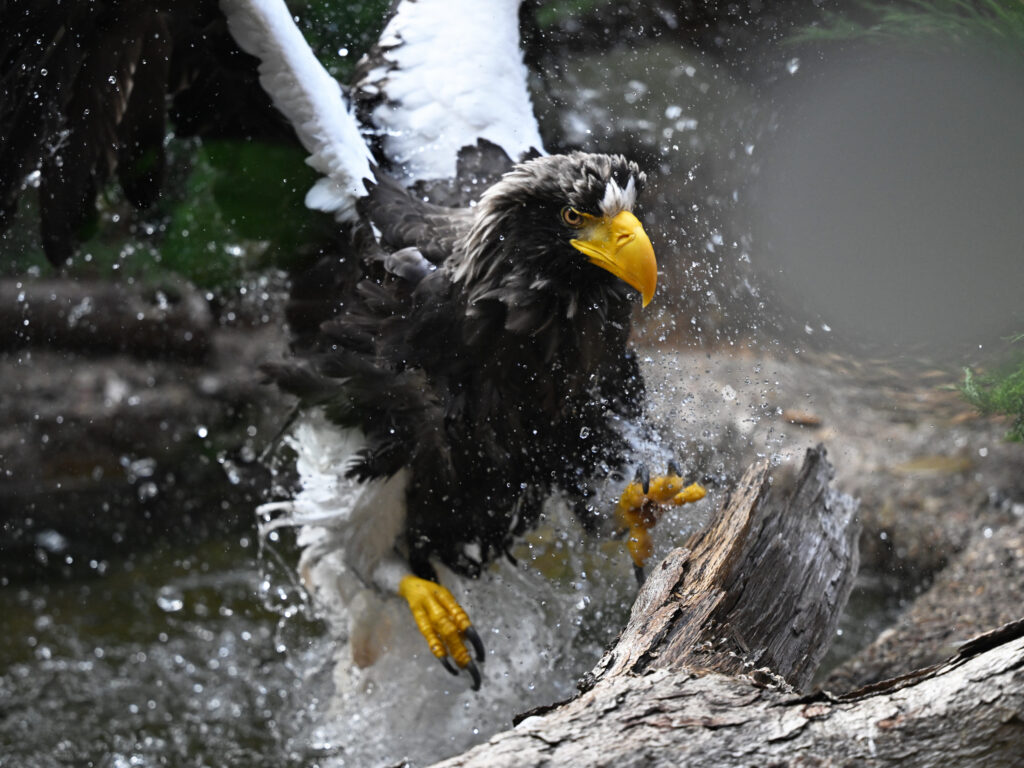 Steller's Sea Eagle splashing in a small pond.