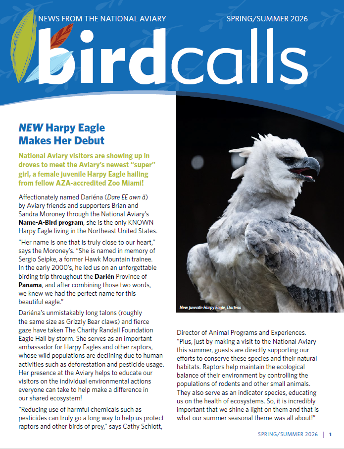 Cover of the Spring/Summer 2026 Edition of BirdCalls which features a Harpy Eagle